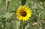 Common sunflower